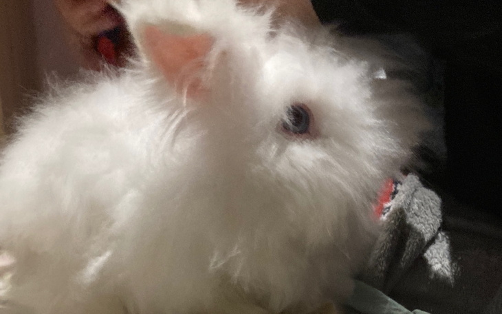 Biały królik z puszystym futrem, wygląda na uroczy i ciekawski.