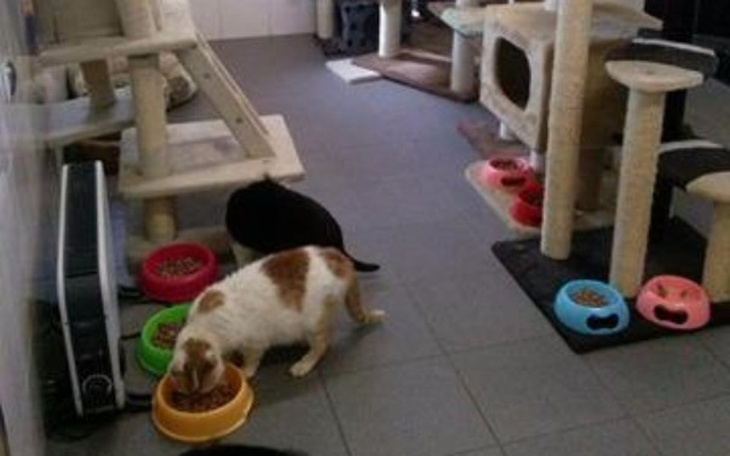 Zbiórka Prąd dla schroniska - zdjęcie główne