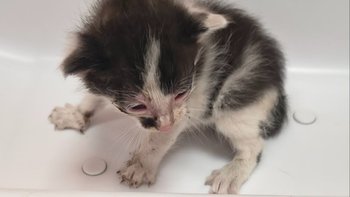 Zbiórka Ocalone w ostatniej chwili... - miniaturka zdjęcia