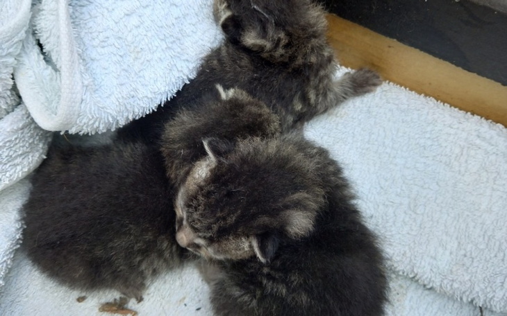 Zbiórka Ratować przed bezdomnością - zdjęcie główne