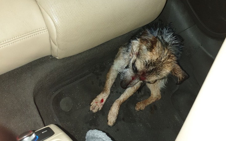 Zbiórka Na ratowanie Szczęściarza - zdjęcie główne