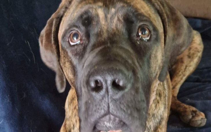 Pies rasy mastif, patrzący w obiektyw z wyrazem smutku.