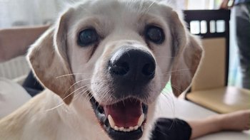 Zbiórka Pomoc dla Luckiego - miniaturka zdjęcia