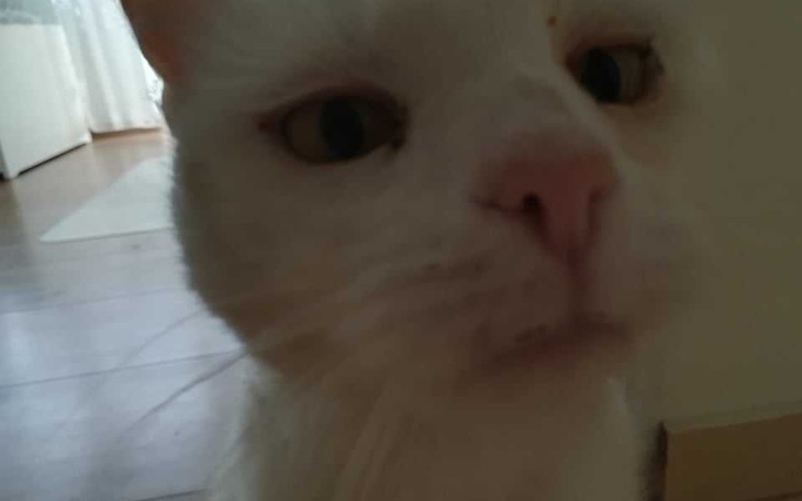 Zbiórka Wyleczenie Miśki - zdjęcie główne