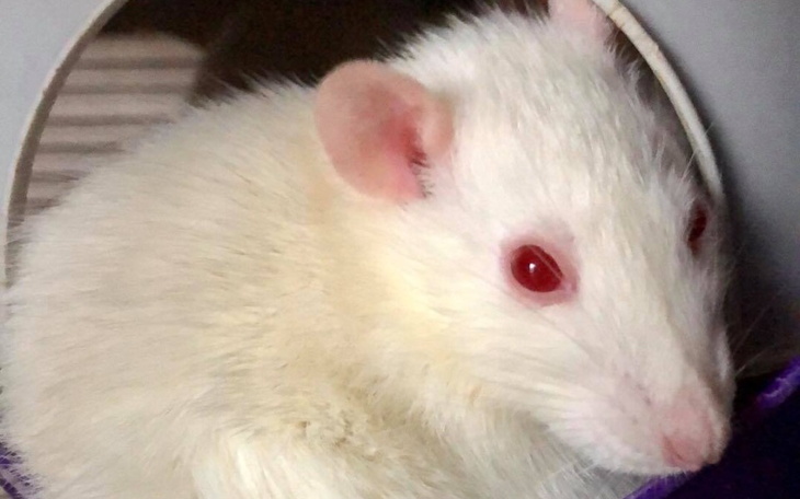 Zbiórka DT Ogoniaste - Paź. i List. 2020 - zdjęcie główne