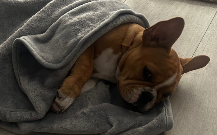 Zbiórka Pomoc dla Fryteczki -parwowiroza - zdjęcie główne