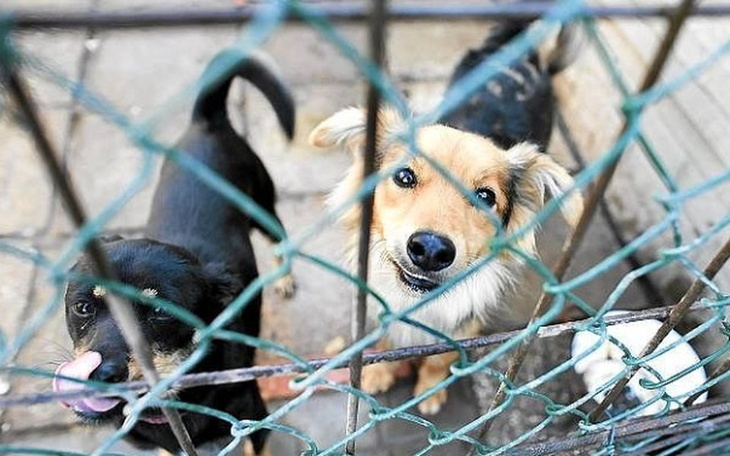 Zbiórka Świąteczna Paka DlaKota i Psiaka - zdjęcie główne