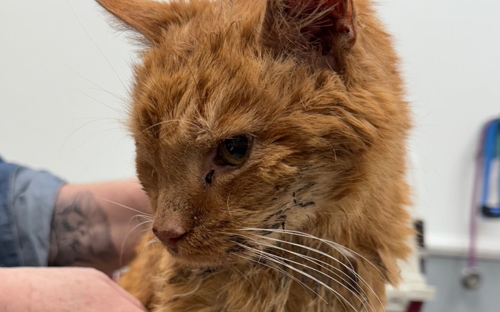 Rudy kot z widocznymi bliznami, wygląda na zadbanego.