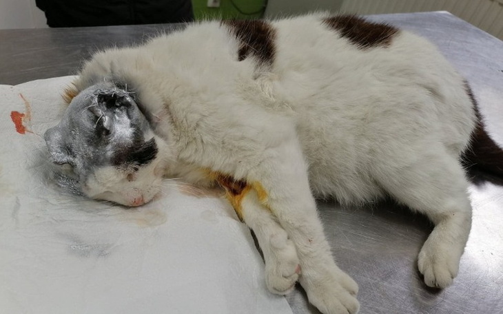 Zbiórka Amputacja Uszek - zdjęcie główne