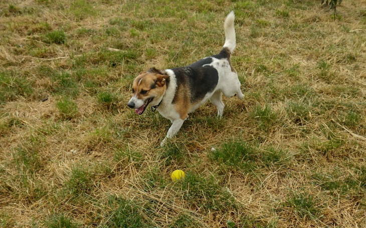 Zbiórka Kolejny miesiąc Reksia w hotelu - zdjęcie główne