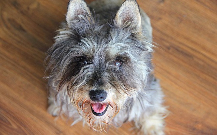 Zbiórka Porzucona IZI, potrzebna pomoc!! - zdjęcie główne