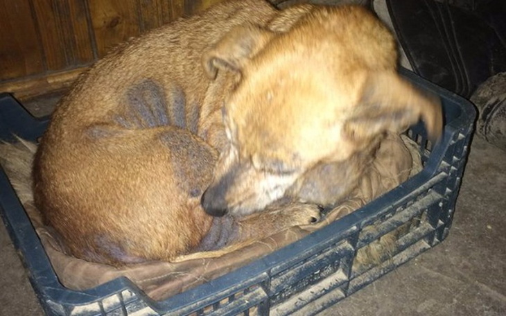 Zbiórka Bidusie z interwencji - zdjęcie główne