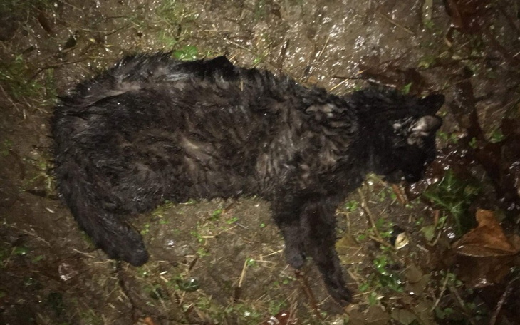 Zbiórka Potrącony kot w potrzebie - zdjęcie główne