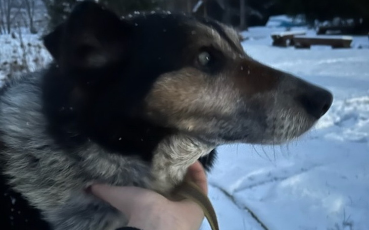 Pies na tle zimowego krajobrazu, z wyraźnym spojrzeniem.