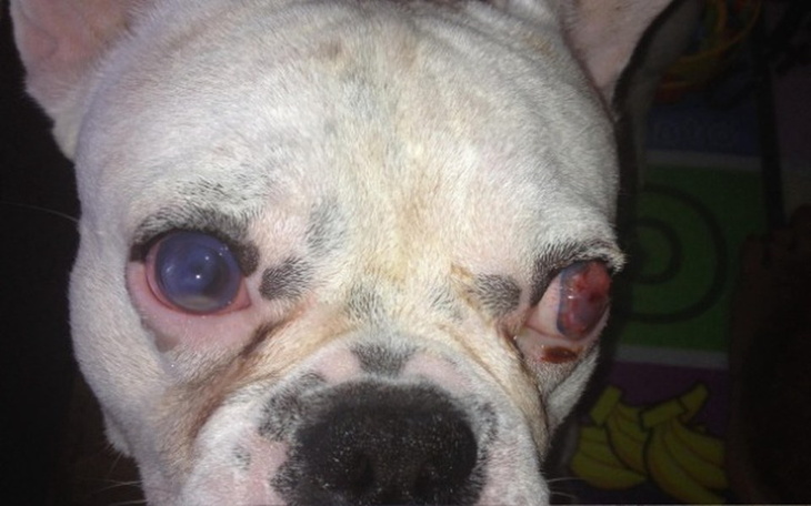 Zbiórka Uratujmy oczy buldożka Rika ! - zdjęcie główne