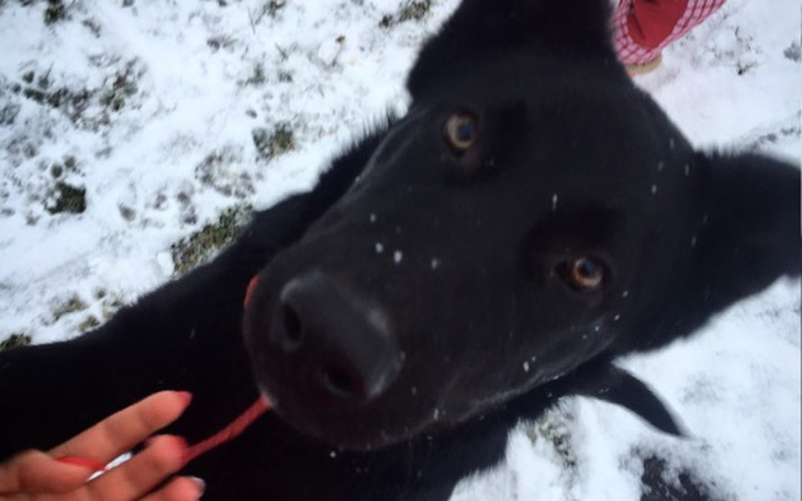 Zbiórka Leczenie Fado - zdjęcie główne