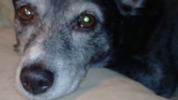 Zbiórka Pomoc dla Nuki i kotki Pikusi - miniaturka zdjęcia