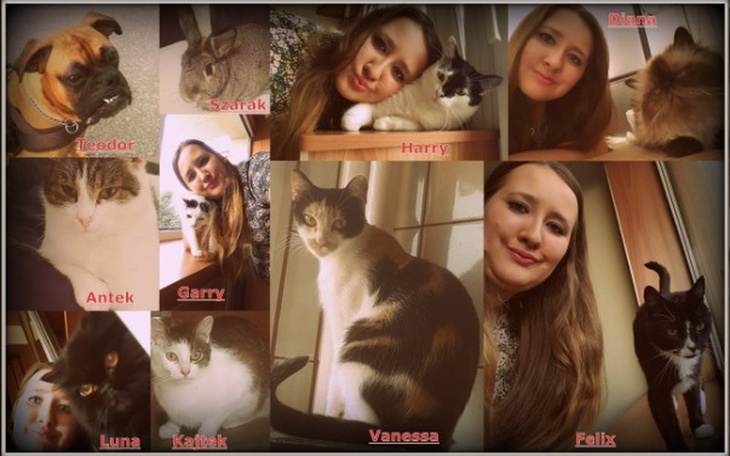 Zbiórka Mój koci kącik - zdjęcie główne