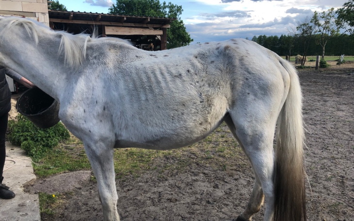 Zbiórka Pomoc na leczenie siwej - zdjęcie główne