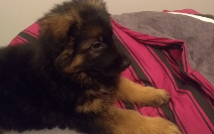 Zbiórka Zbiórka na operację dla Champion - zdjęcie główne