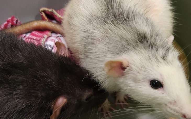 Zbiórka Wszoły i ich posiłki... - zdjęcie główne