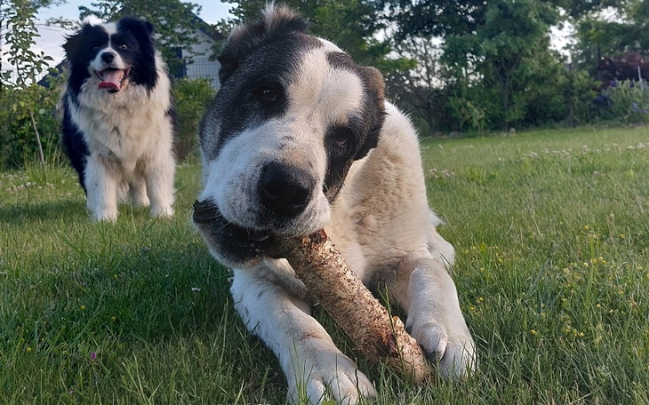 Zbiórka Operacja ratująca życie Amber. - zdjęcie główne
