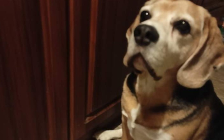 Zbiórka Leczenie beagla Oskara - zdjęcie główne