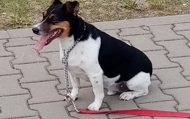 Zbiórka Odzyskanie syna - zdjęcie główne