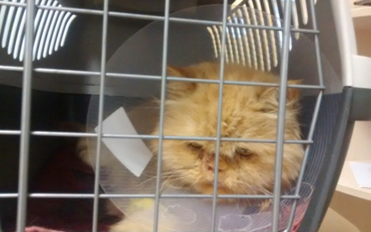 Kot w klatce, z wyraźnym smutkiem w oczach.