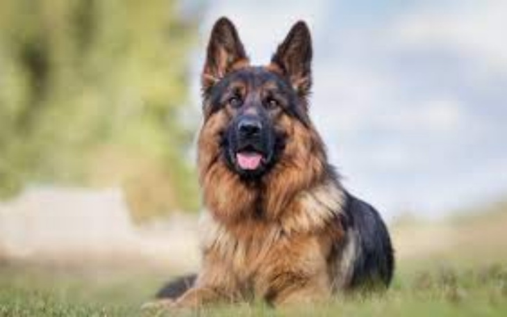 Zbiórka Na pieska owaczarka - zdjęcie główne