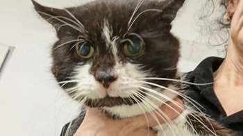 Zbiórka Dla 4 łapek - miniaturka zdjęcia