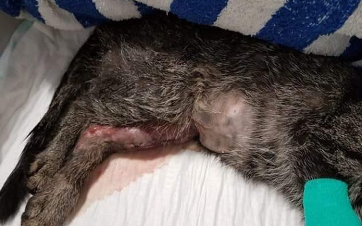 Zbiórka Skrzywdzone kotki - zdjęcie główne