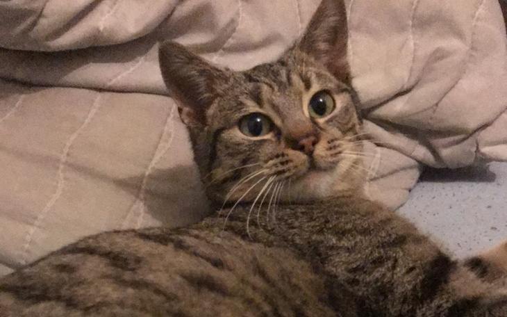 Zbiórka Na podstawowe badania koteczki. - zdjęcie główne