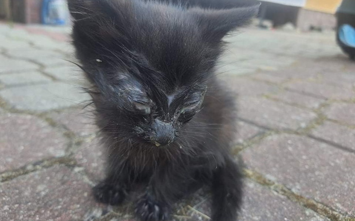 Zbiórka Każdy grosz się liczy-opieka wet - zdjęcie główne