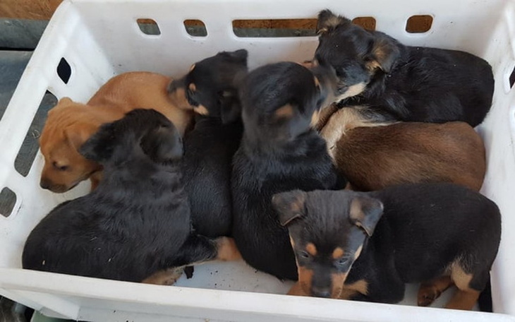 Zbiórka Bezdomnych 13 szczeniaków - zdjęcie główne