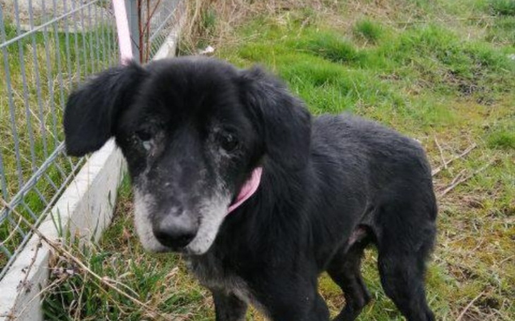 Zbiórka Schronisko dla zwierząt Świdnica - zdjęcie główne