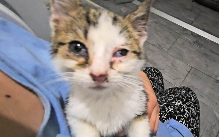 Kotek trzymany na rękach, z wyraźnymi oznakami choroby.