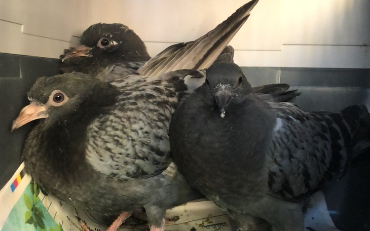 Zbiórka Leczenie i rehabilitacja ptaków - zdjęcie główne