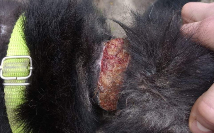 Zbiórka Franio z ogromną raną na szyi - zdjęcie główne