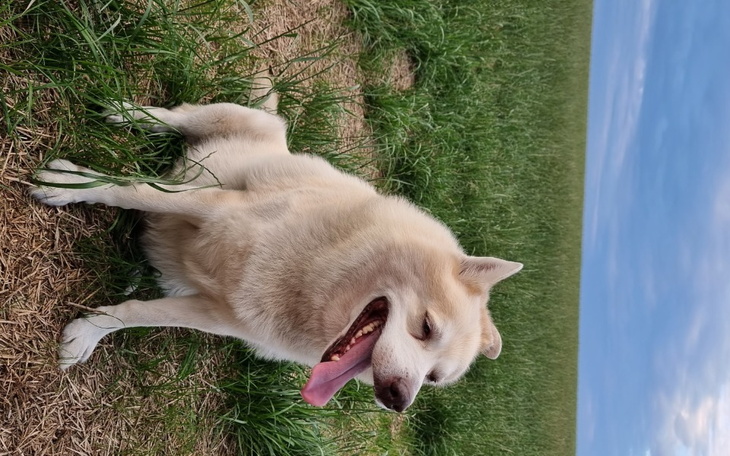 Zbiórka Pomóż mi stanąć na nogi-Ares - zdjęcie główne