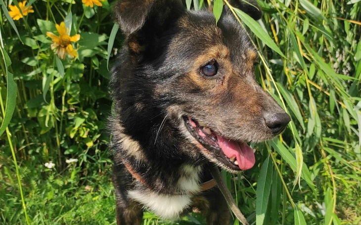 Zbiórka Na ratunek Vox Animalium - zdjęcie główne