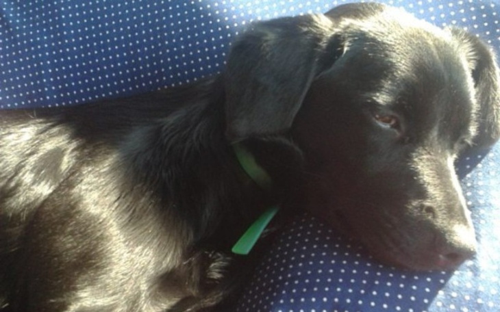 Zbiórka Kodi znaleziony przy torach - zdjęcie główne