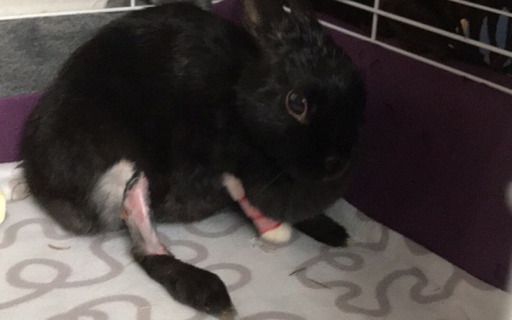 Zbiórka drutowanie Kości u krolika - zdjęcie główne