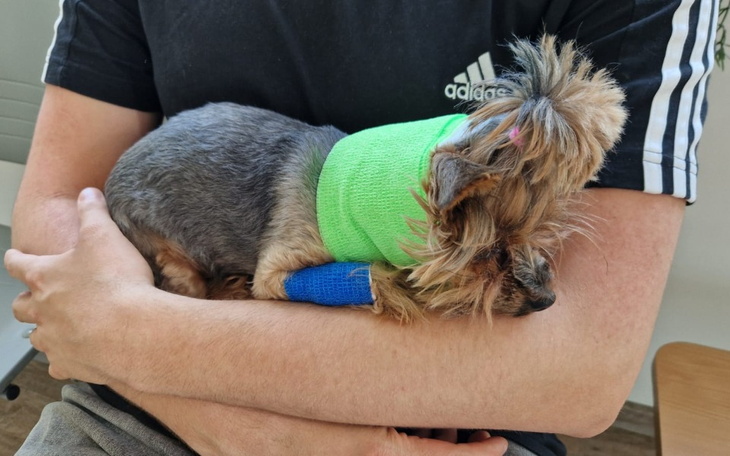 Zbiórka Na operację ukochanej Diorki . - zdjęcie główne