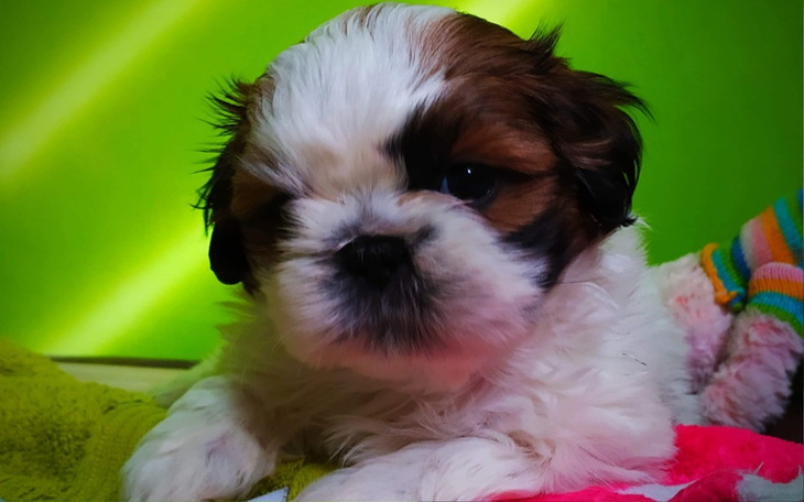 Zbiórka Na leczenie szczeniaczka Lucy - zdjęcie główne