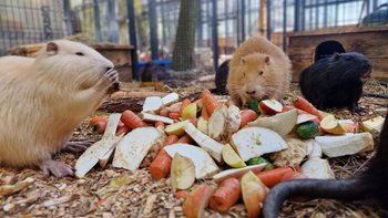 Zbiórka azyl NUTRIOWISKO - wyżywienie V - miniaturka zdjęcia