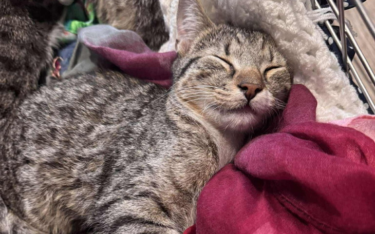 Słodki kotek śpiący na kolorowych tkaninach.