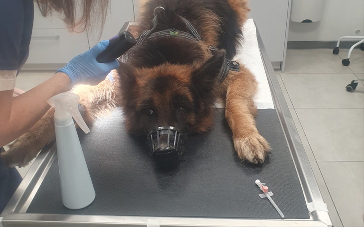 Zbiórka Walczymy z Czyraczycą Sharona - zdjęcie główne