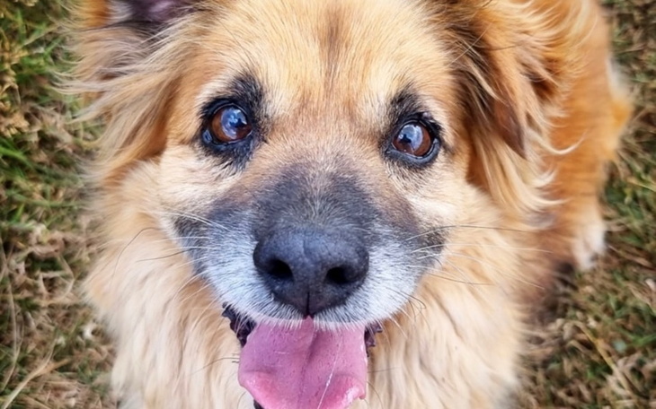 Zbiórka Karma dla psów z Korabiewic - zdjęcie główne