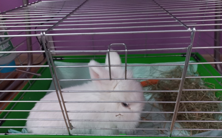 Zbiórka Operacja krolika - zdjęcie główne